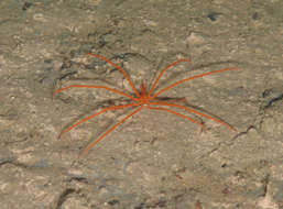 Image of Colossendeidoidea
