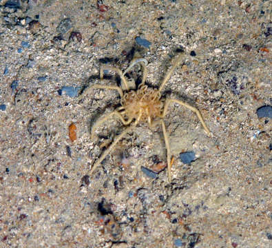 Image of sea spiders