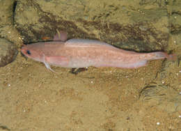 Image of Gaidropsarus