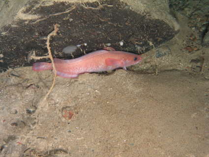 Image of Gaidropsarus