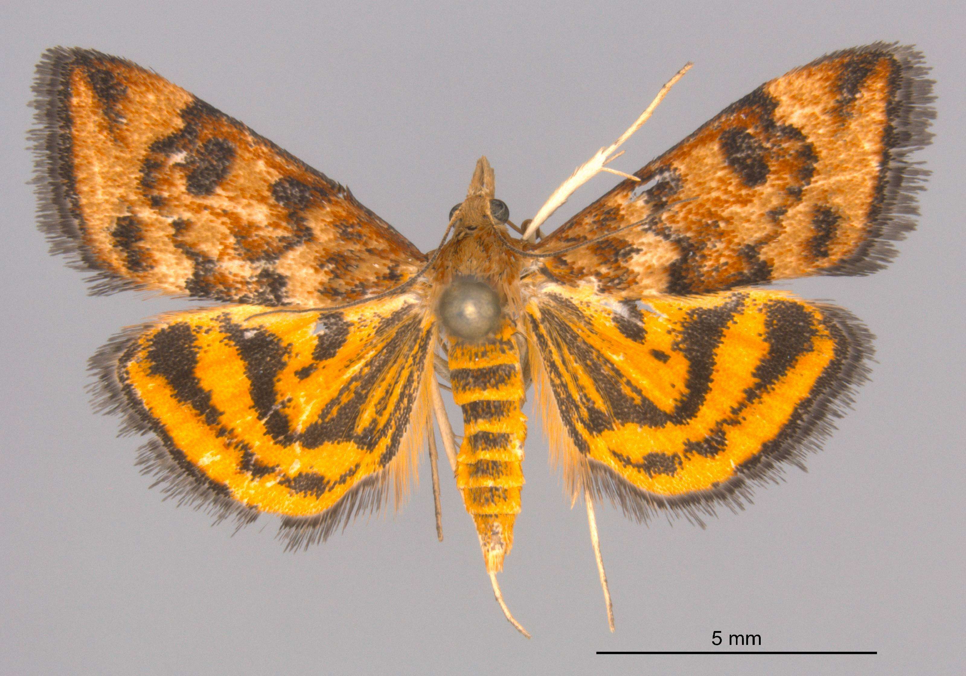 Image of Pyrausta subsequalis Guenée 1854