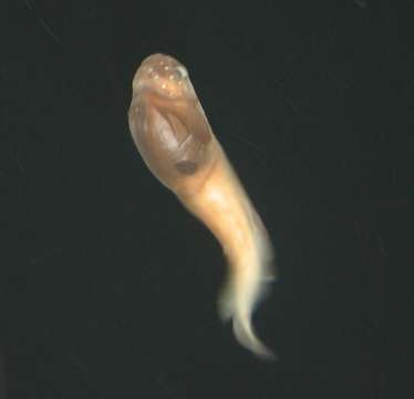 Image of snailfishes