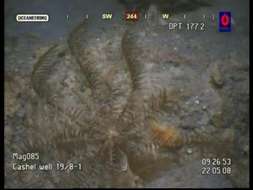 Image of feather stars
