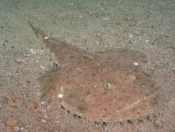 Image of Lophius