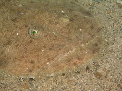 Image of Lophius