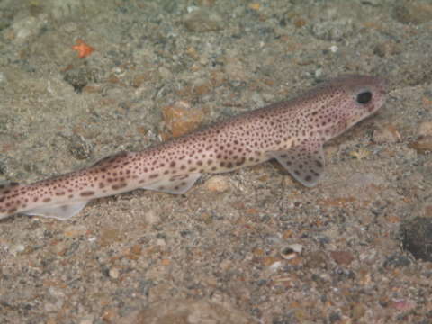 Image of cat sharks