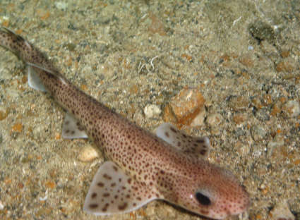 Image of cat sharks