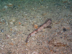 Image of cat sharks
