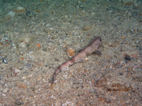 Image of cat sharks