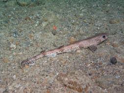 Image of cat sharks