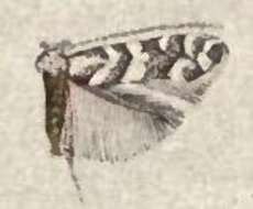 صورة Phyllonorycter bataviella (Braun 1908)