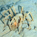 Image of sea spider