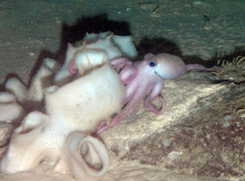 Image of <i>Benthoctopus</i>