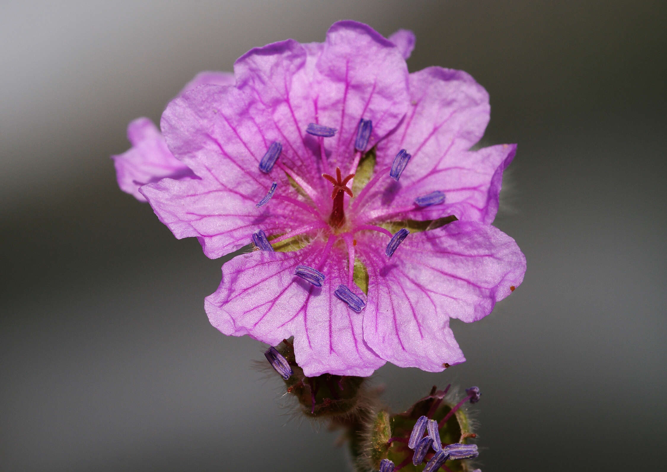 Image of Tuberous Cranesbill