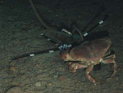 Image of rock crabs