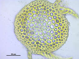 Image de Campylium chrysophyllum J. M. Lange 1887