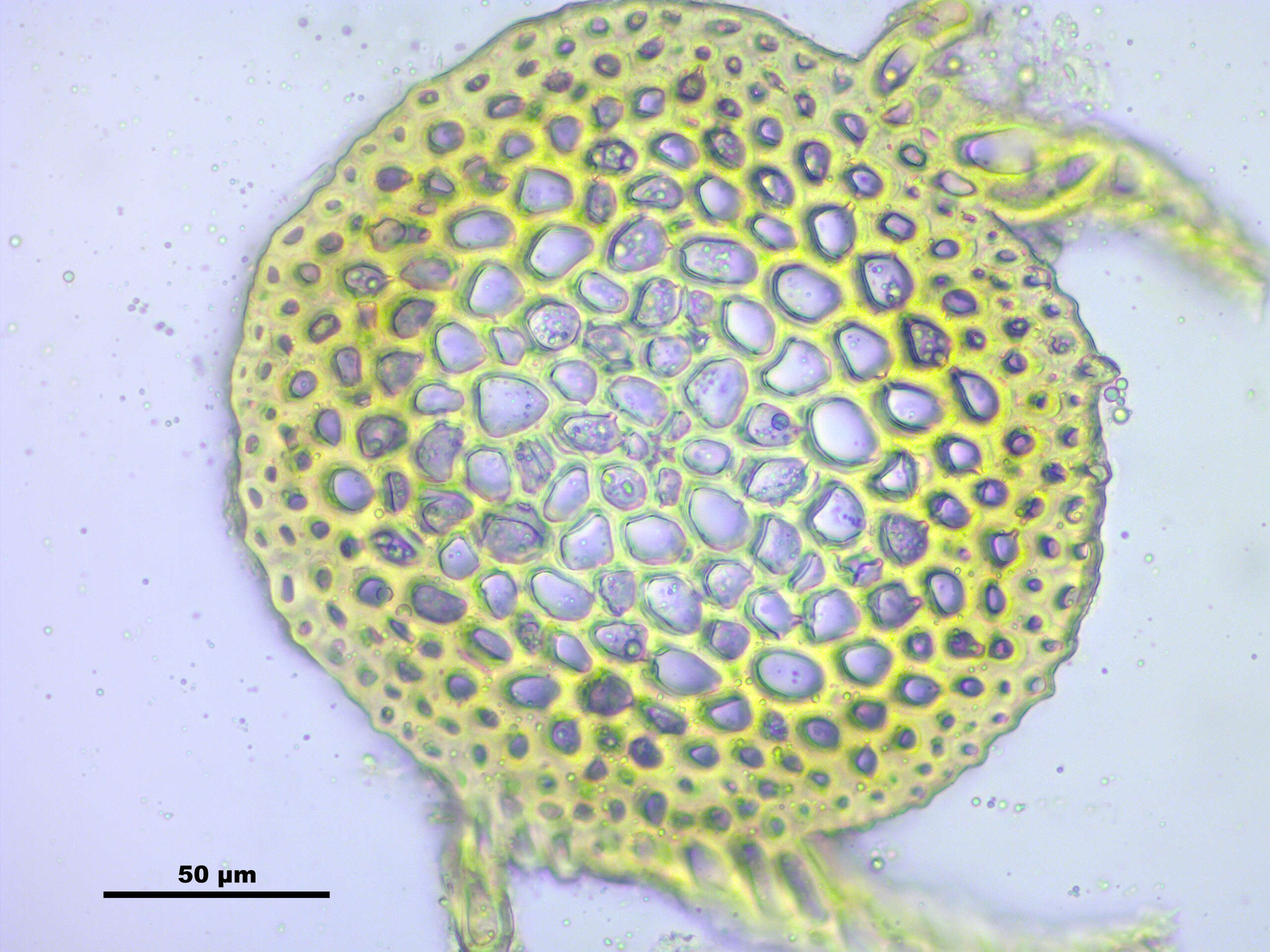 Image of goldenleaf campylium moss