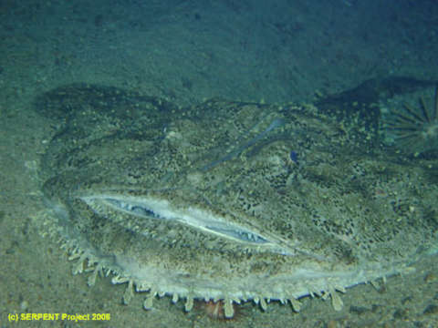 Image of Lophius