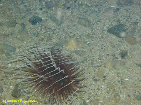 Image of Spirularia den Hartog 1977