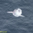 Image of Giant Sunfish