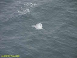 Image of Mola