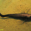 Image of Digitate cusk eel