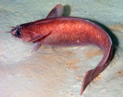 Image of Gaidropsarus