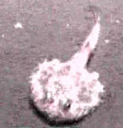 Image of Ogcocephalioidei