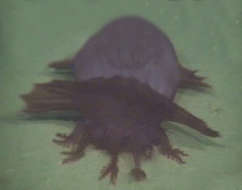 Image of Pelagothuriidae Ludwig 1893