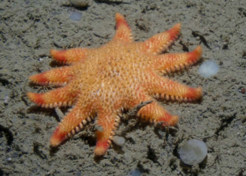 Image of Crossaster squamatus (Döderlein 1900)