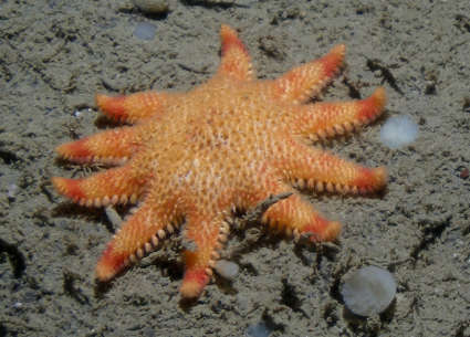 Image of Crossaster squamatus (Döderlein 1900)