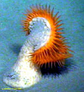 Image of Actinoscyphiidae Stephenson 1920