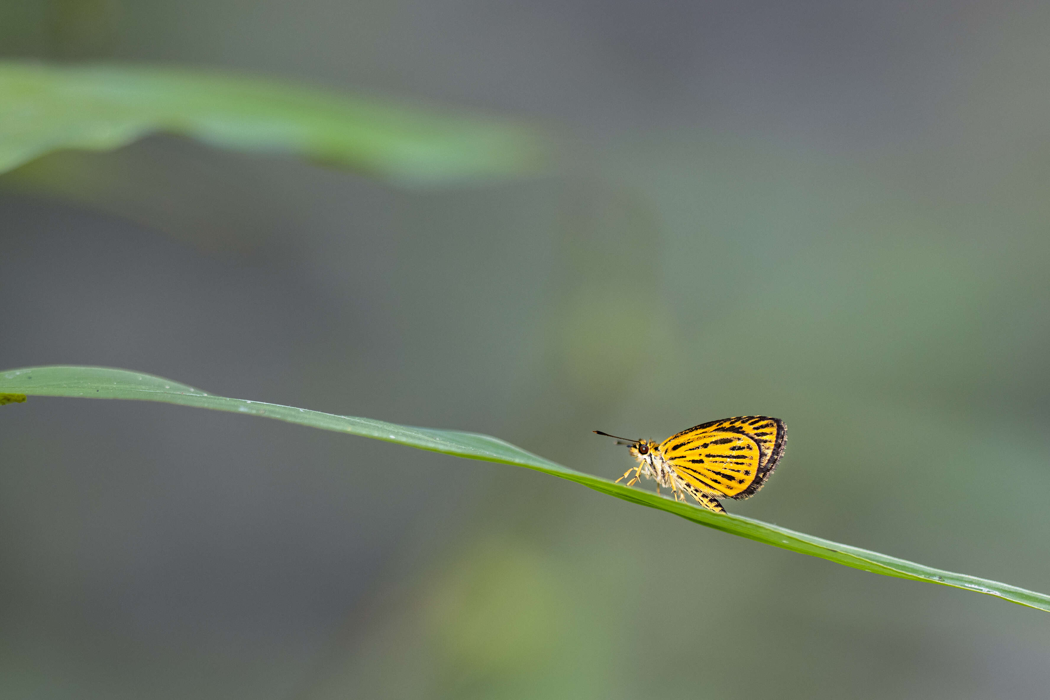 Image of Ampittia subvittatus