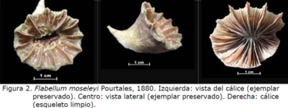 Image of Flabellidae Bourne 1905