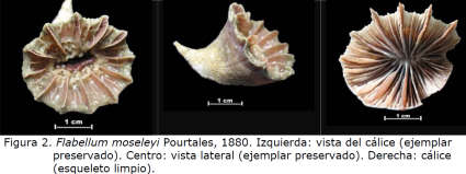 Слика од Flabellidae Bourne 1905