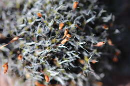 Image of pulvinate dry rock moss