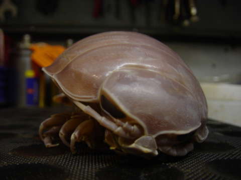 Image of Giant Isopods