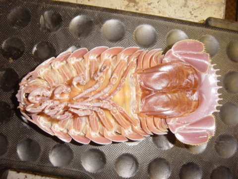 Image of Giant Isopods