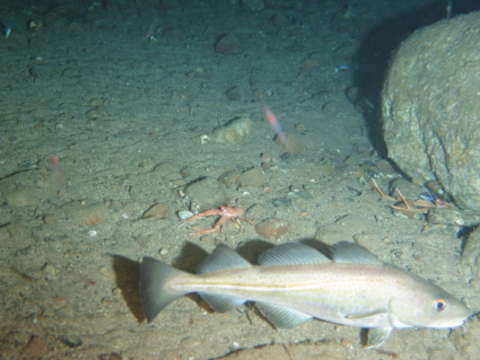 Image of cod