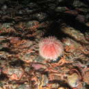 Image of Edible sea urchin
