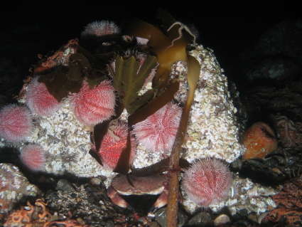 Image of rock crabs