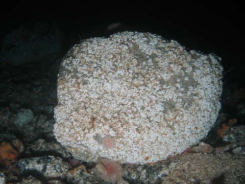 صورة Alcyoniidae Lamouroux 1812