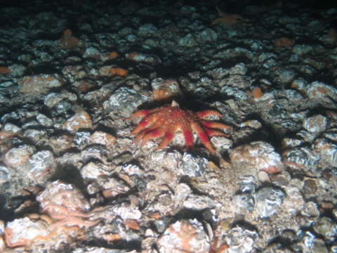 Image of Alcyoniidae Lamouroux 1812