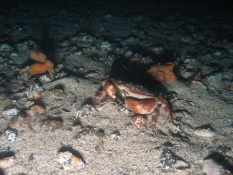 صورة Alcyoniidae Lamouroux 1812