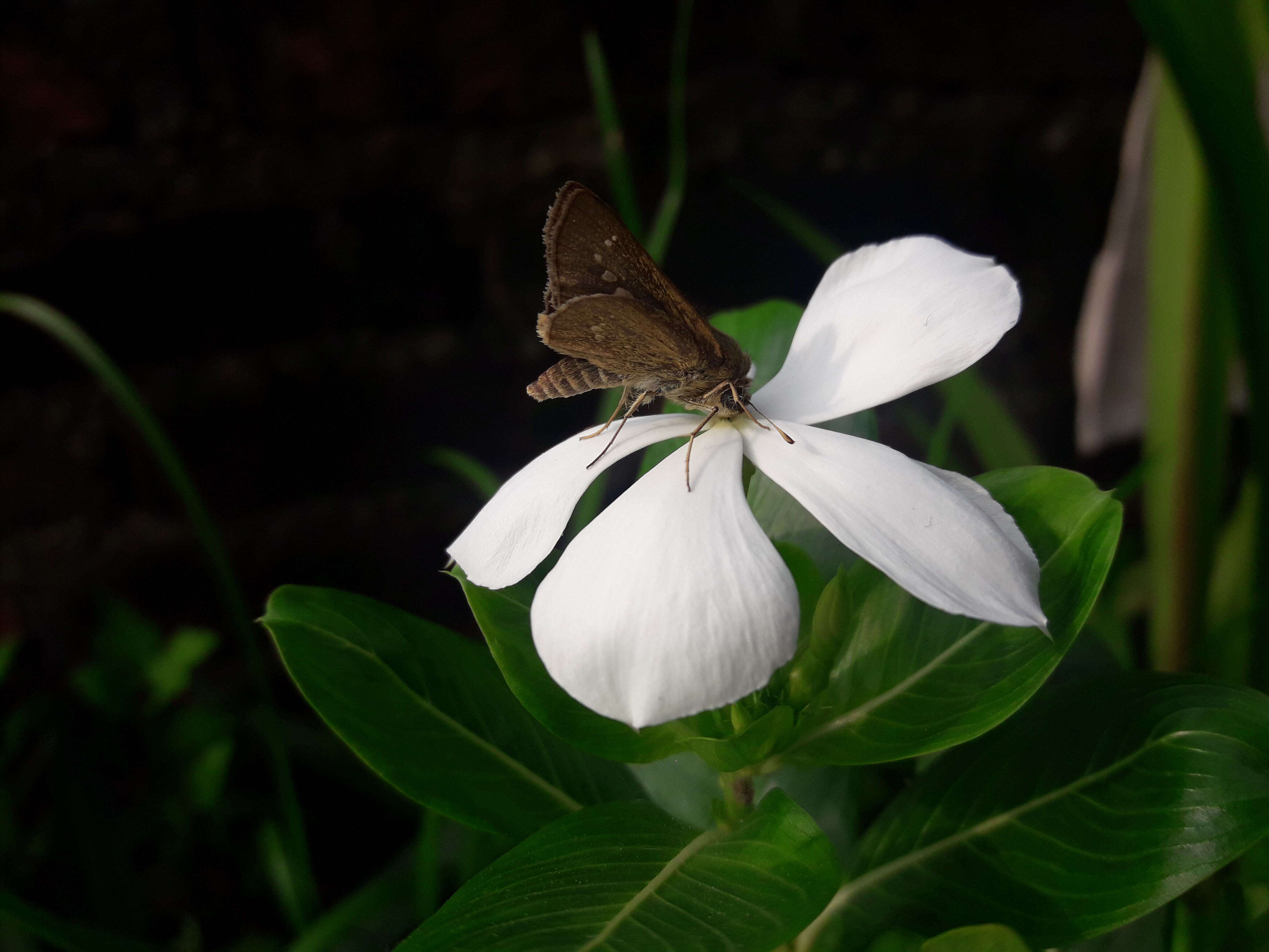 Image of Madagascar periwinkle