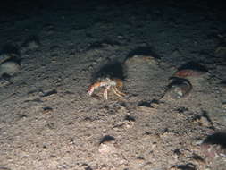 Image of Hermit Crabs