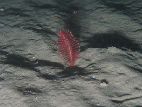 Image of sea pens