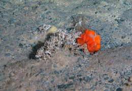 Image of calcareous tubeworms