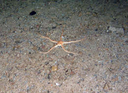 Image of <i>Ophiuroid</i>