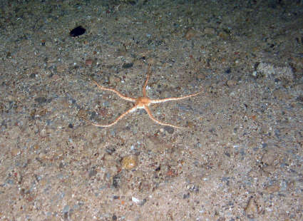 Image of <i>Ophiuroid</i>